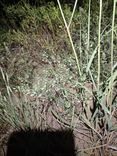 Nodding Buckwheat