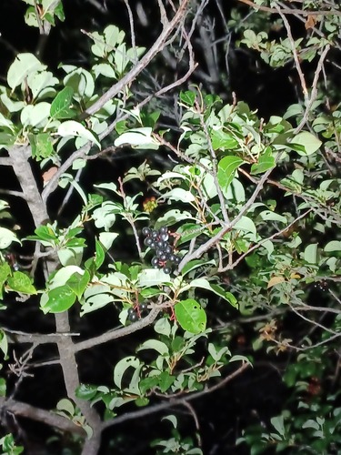 chokecherry