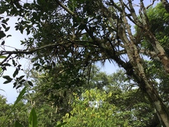 Tillandsia schiedeana