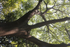 Enterolobium cyclocarpum