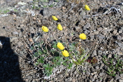 Potentilla subvahliana