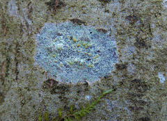 Lecanora symmicta