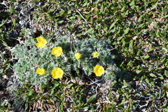 Potentilla subvahliana