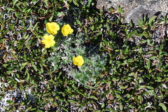 Potentilla subvahliana