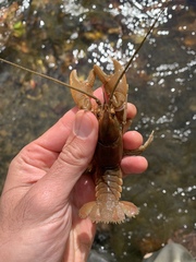 Cambarus sciotensis