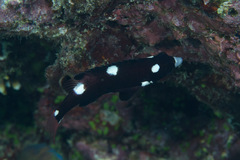 Bodianus axillaris