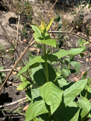Thunbergia natalensis
