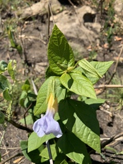 Thunbergia natalensis
