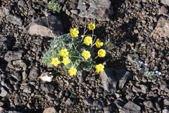 Potentilla subvahliana