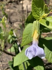 Thunbergia natalensis