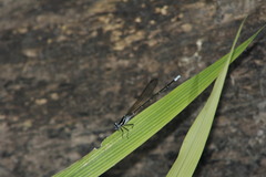 Argia