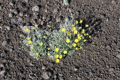 Potentilla subvahliana