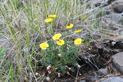 Potentilla uniflora