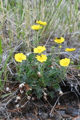 Potentilla uniflora