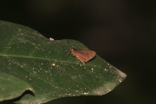 Saltarina Facilis