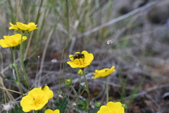 Potentilla uniflora