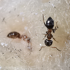 Lasius emarginatus