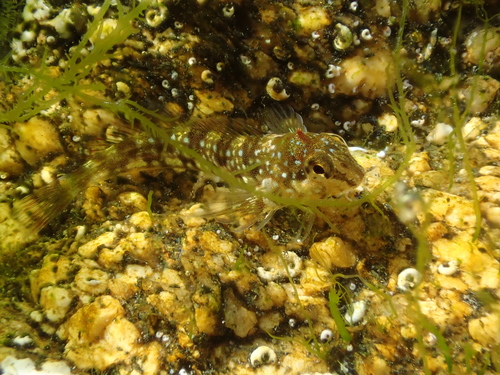Coryphoblennius galerita