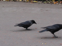 Corvus cornix × corone