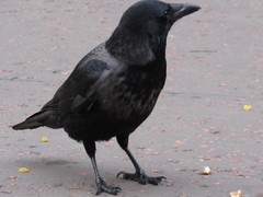 Corvus cornix × corone