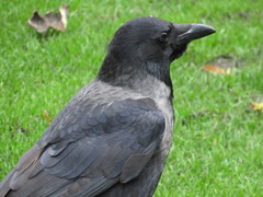 Corvus cornix × corone
