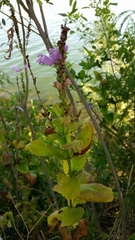 Physostegia correllii