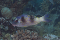 Parupeneus crassilabris