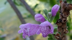 Physostegia correllii