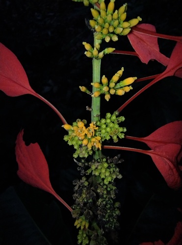 Warszewiczia coccinea, photograph 6