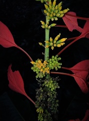 Warszewiczia coccinea, photograph (c) Danna Lizeth Guevara Prieto, some rights reserved (CC BY)