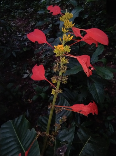 Pride of Trinidad (Warszewiczia coccinea)