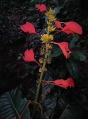 Warszewiczia coccinea, photograph (c) Danna Lizeth Guevara Prieto, some rights reserved (CC BY)