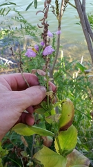 Physostegia correllii