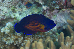 Centropyge bispinosa