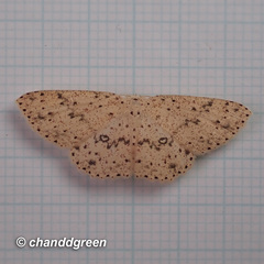 Perixera decretarioides