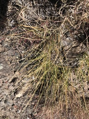 Muhlenbergia alopecuroides