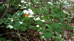 Styrax platanifolius