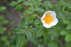 Rosa sempervirens