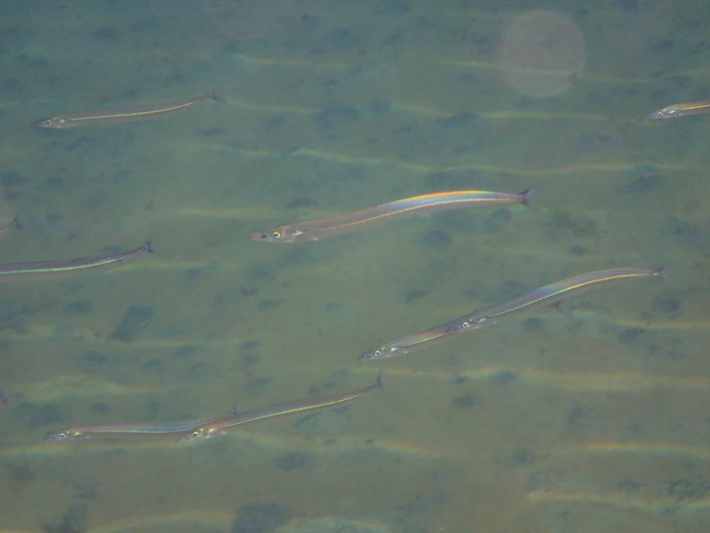 Greater Sand-Eel