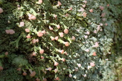 Ostropomycetidae