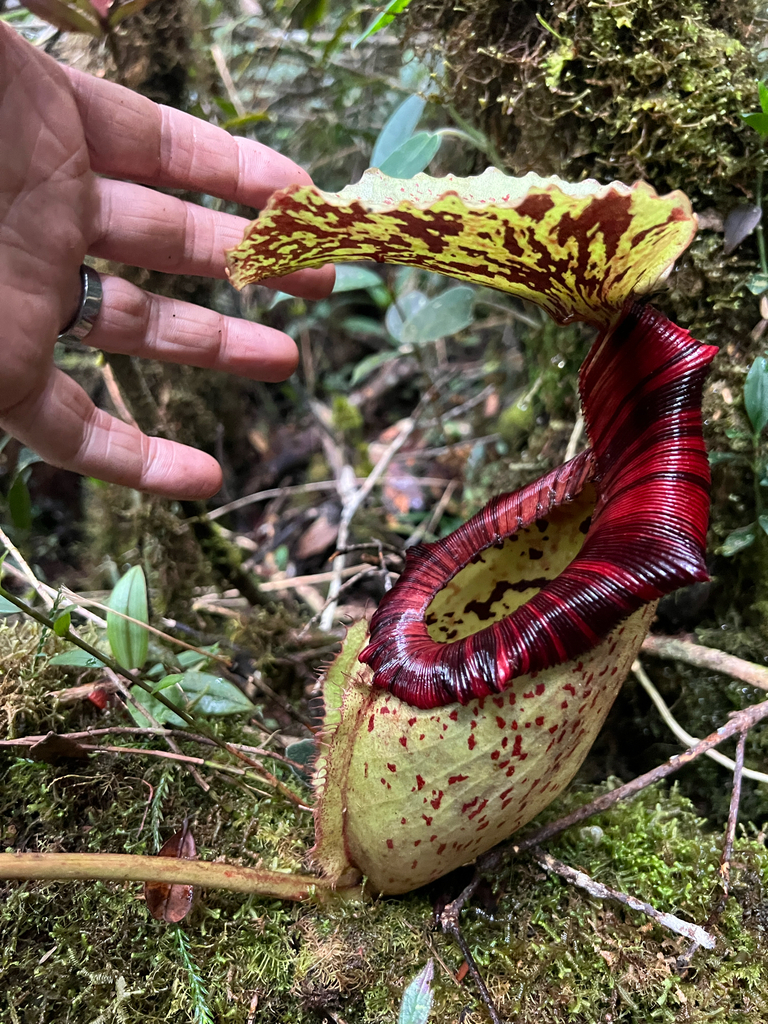 Nepenthes × alisaputrana J.H.Adam & Wilcock