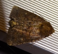 Pseudorthodes vecors