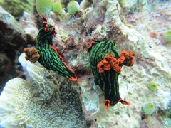 Nembrotha kubaryana