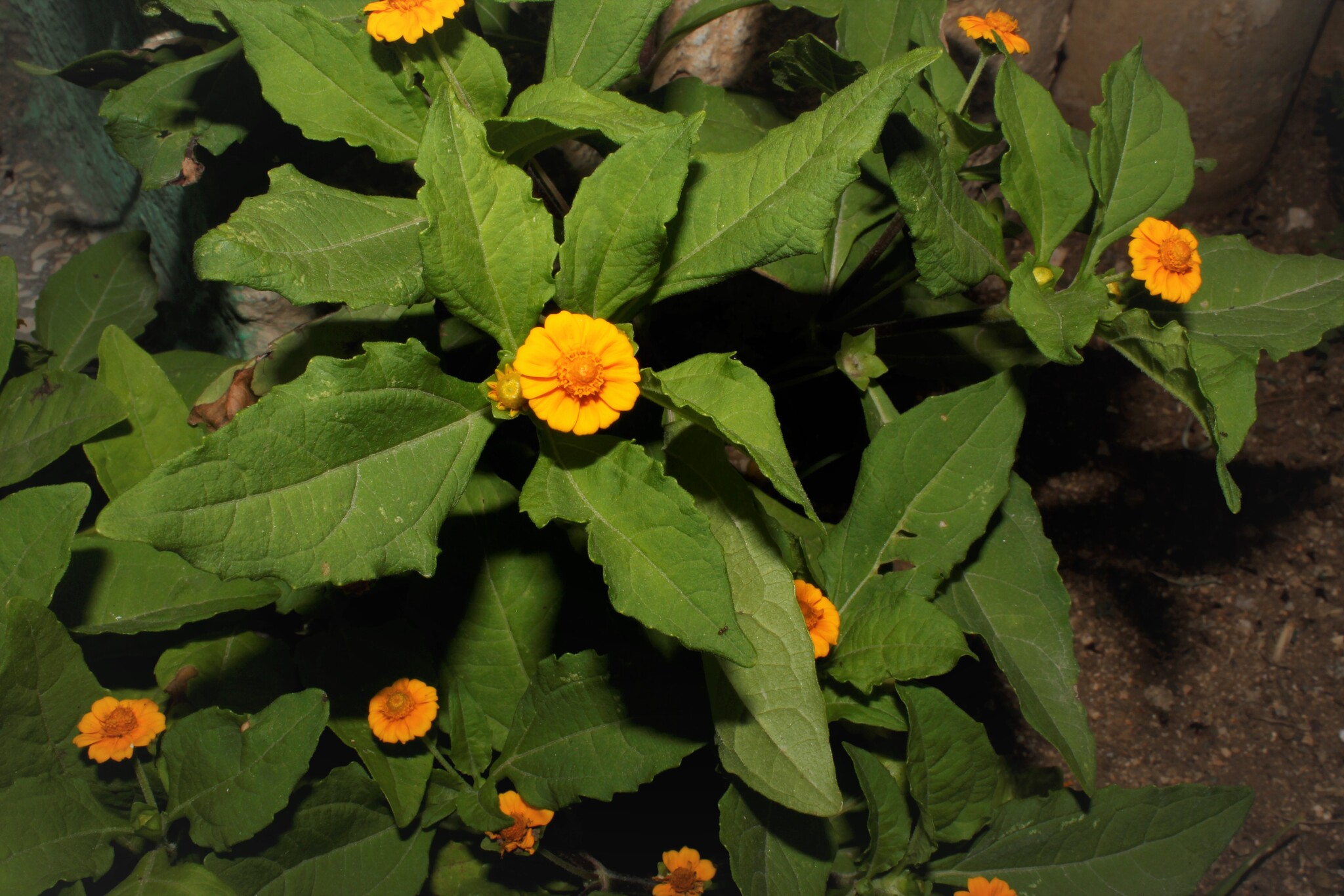 Unxia Suffruticosa (Unxia suffruticosa)