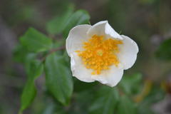 Rosa sempervirens
