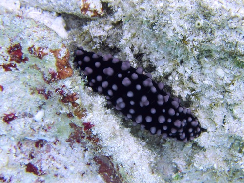 Phyllidiella nigra