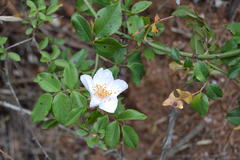 Rosa sempervirens
