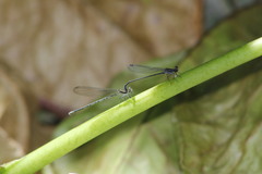 Argia