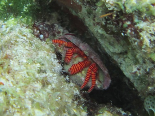 Ciliopagurus strigatus