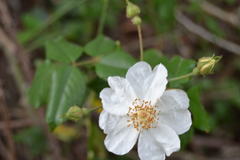 Rosa sempervirens